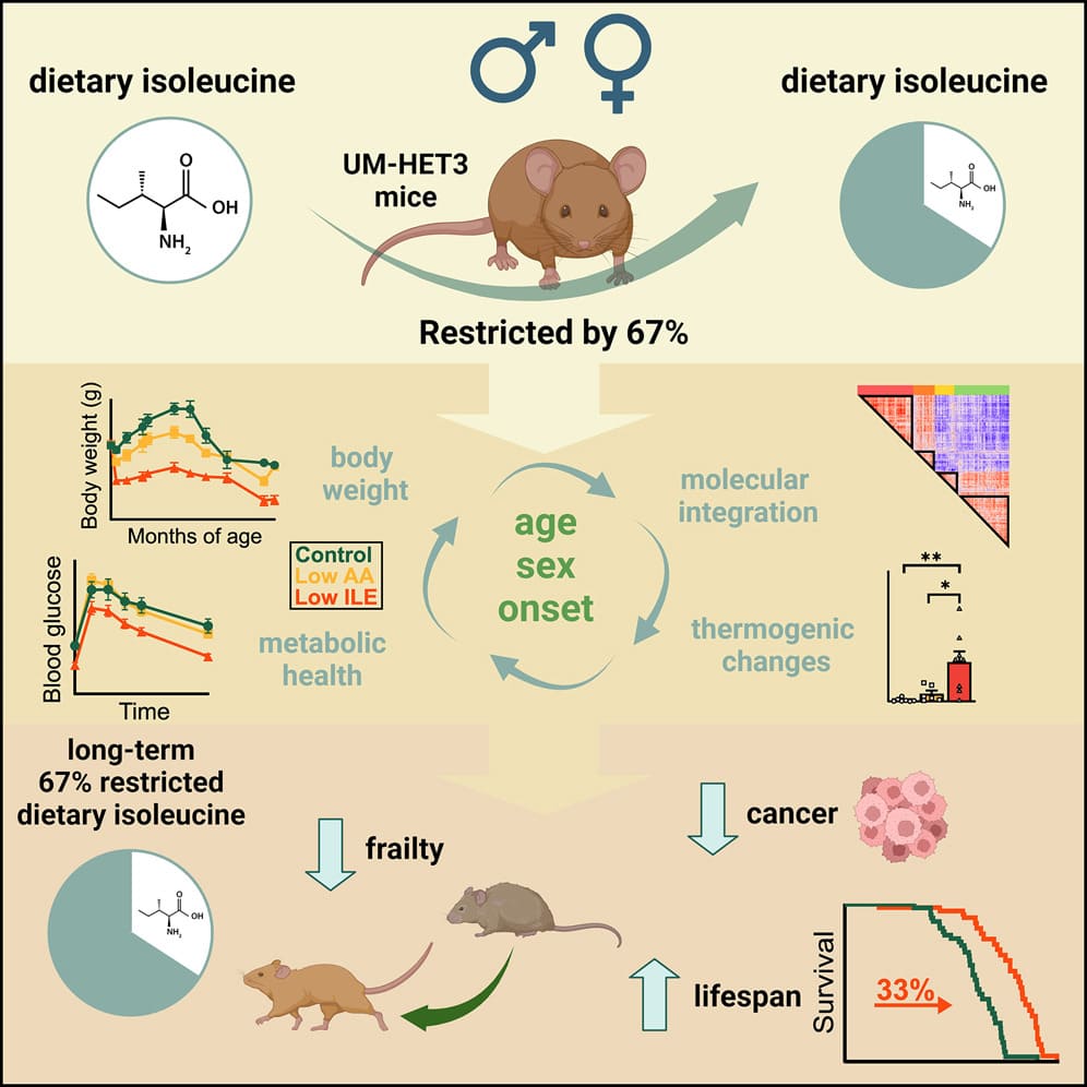 Reducing Intake of This Amino Acid Pave the Way to a Longer Life, Isoleucine Study on mice study on mice, science article