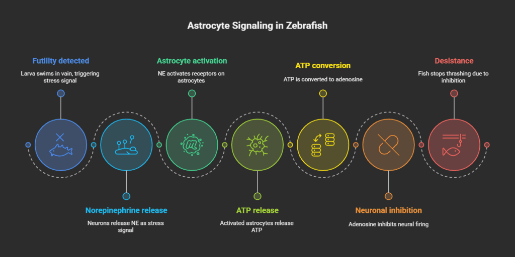 Astrocyte Signaling in Zebrafish